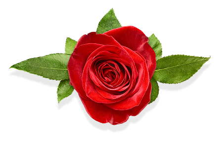 Summer Blooms Collection - The Blooms