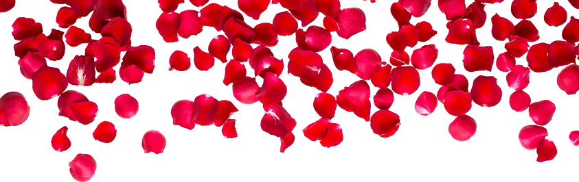 Red Roses - The Blooms