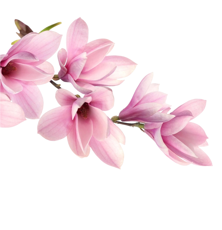 Red Rose Bouquet - The Blooms