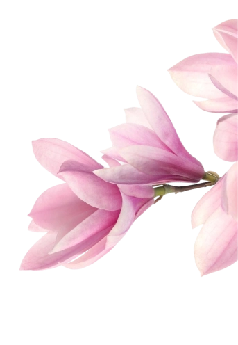 Summer Bloom Red Roses - The Blooms